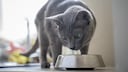 Eine graue Katze schaut hungrig in ihren Napf