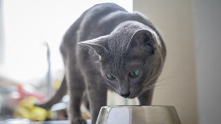 Eine graue Katze schaut hungrig in ihren Napf