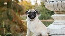 Mops in einem Park im Herbst