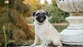 Mops in einem Park im Herbst