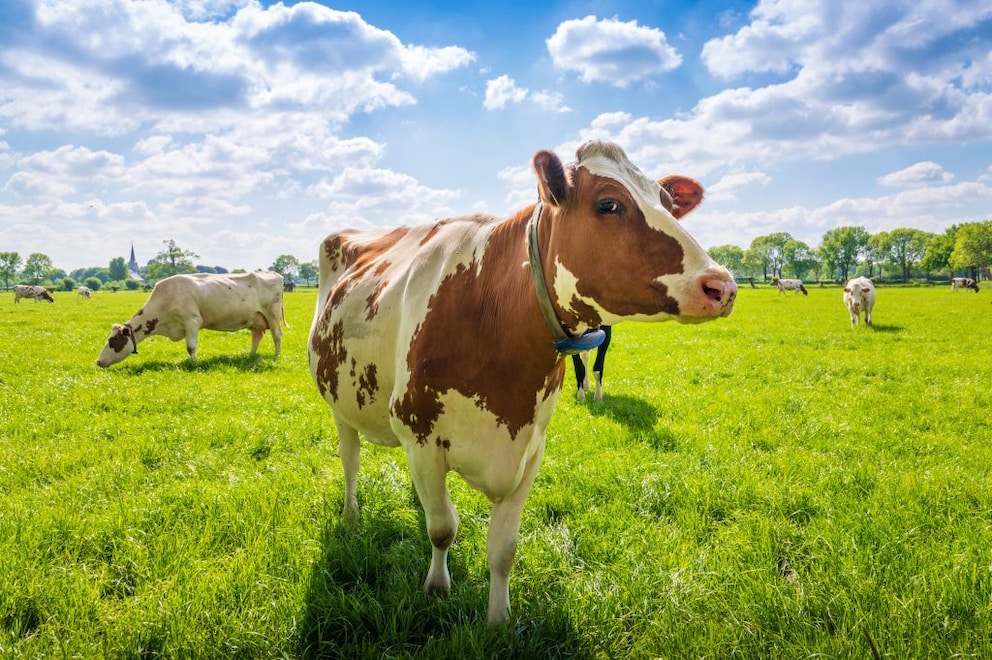 A dairy cow stands in a pasture