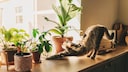 Katze streckt sich in der Sonne neben Zimmerpflanzen auf dem Fensterbrett