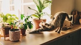 Katze streckt sich in der Sonne neben Zimmerpflanzen auf dem Fensterbrett