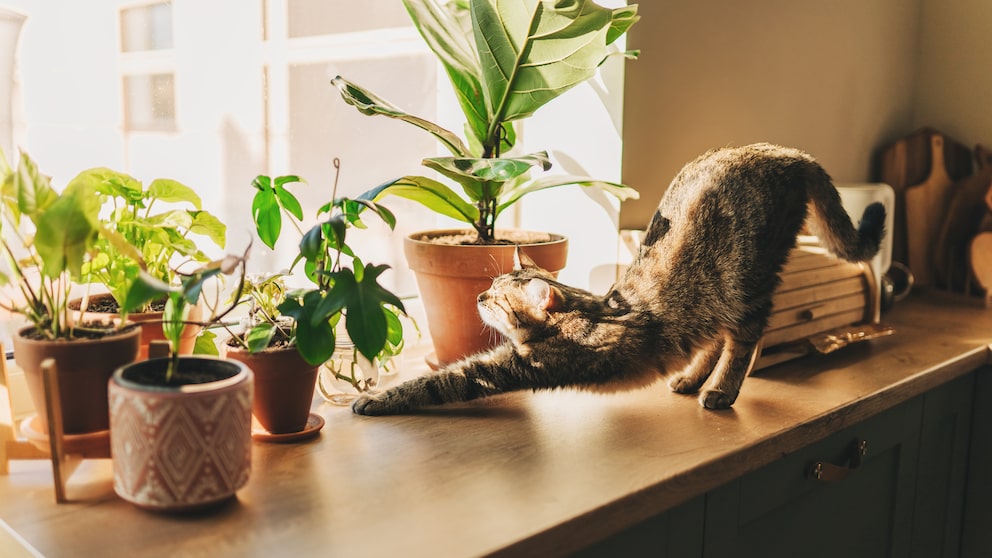 Katze streckt sich in der Sonne neben Zimmerpflanzen auf dem Fensterbrett