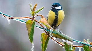 Bei Regen suchen Gartenvögel meist schnell Verstecke auf, um nicht nass zu werden.