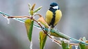 Bei Regen suchen Gartenv&ouml;gel meist schnell Verstecke auf, um nicht nass zu werden.