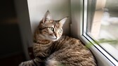 Katze liegt auf Fensterbank und schaut durch das gekippte Fenster nach draußen