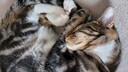 Katze schläft zusammengerollt