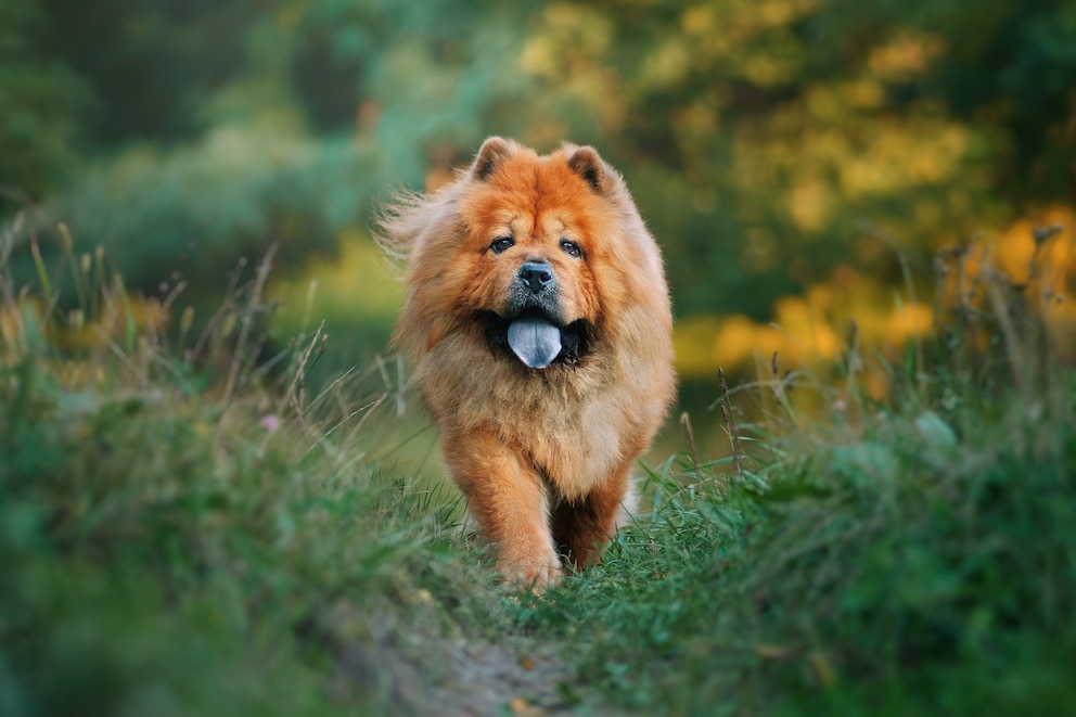 Der Chow Chow soll bereits vor über 4000 Jahren bei den Mongolen gezüchtet worden sein 