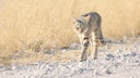 Eine Falbkatze in Namibia