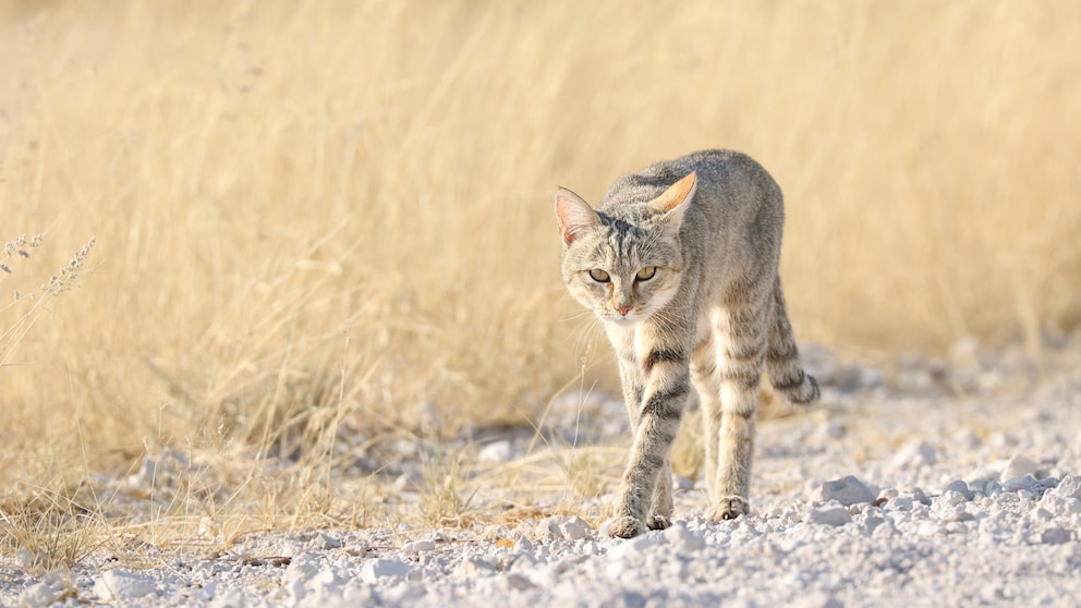 Eine Falbkatze in Namibia