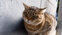 Eine Katze hockt auf einer Betonwand und schaut genervt