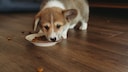 Achten Sie bei der Wahl von hochwertigem Hundefutter immer darauf, dass keine Schlachtabfälle darin verarbeitet sind.