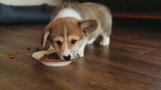Achten Sie bei der Wahl von hochwertigem Hundefutter immer darauf, dass keine Schlachtabfälle darin verarbeitet sind.