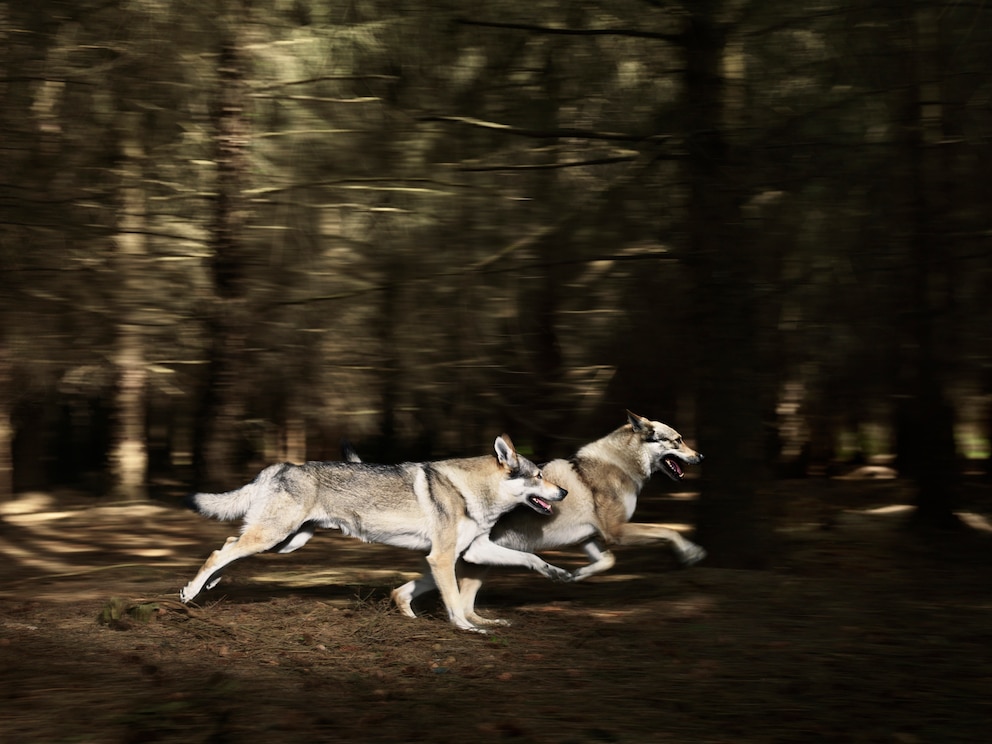 Zwei Tschechoslowakische Wolfshunde rennen durch den Wald