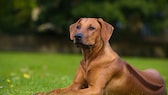 Ein Rhodesian Ridgeback liegt auf einer Wiese