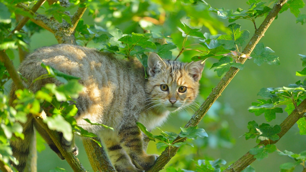 Europäische Wildkatze