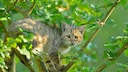 Europäische Wildkatze