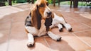 Ein Basset liegt entspannt auf einer Terrasse