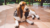 Ein Basset liegt entspannt auf einer Terrasse