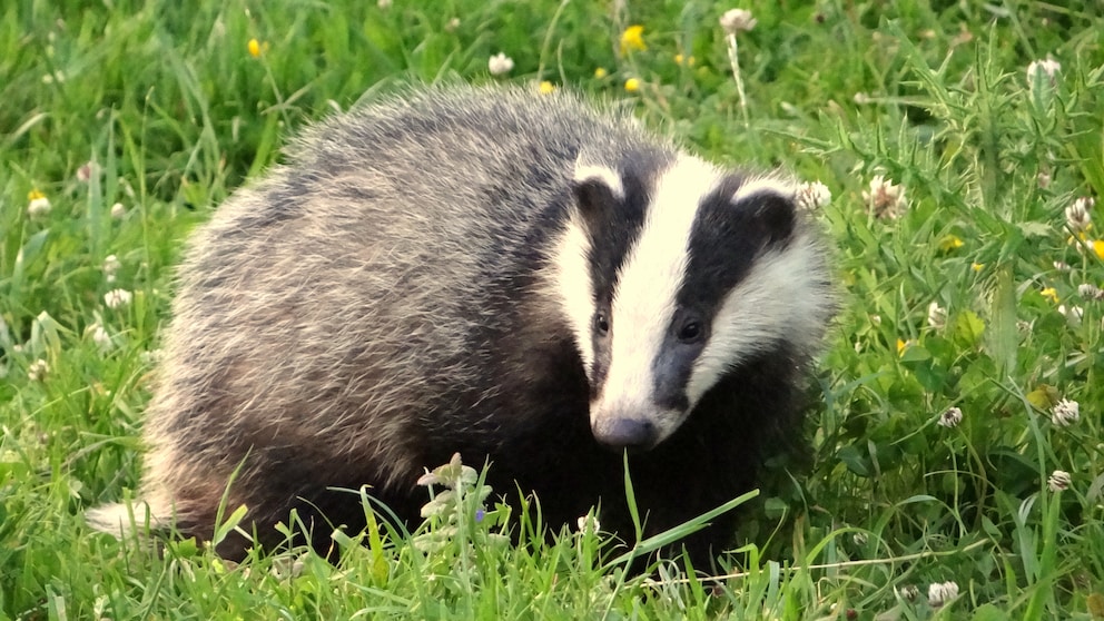 Ein Europäischer Dachs steht auf einer Wiese