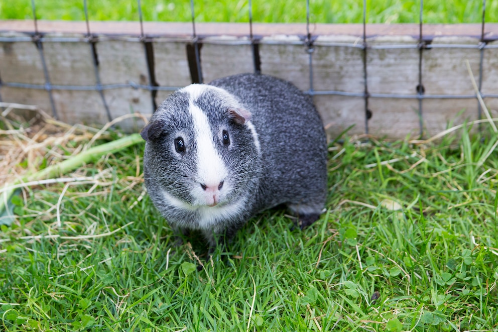 Ein graues Glatthaarmeerschweinchen im Außengehege auf Gras sitzend