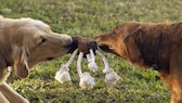 Zwei Hunde mit einem Kauspielzeug