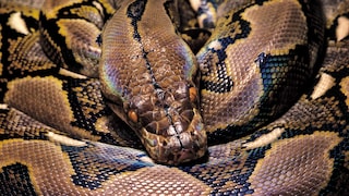 Netzpython (Python reticulatus)