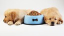 Zwei Golden Retriever Welpen liegen neben einem mit Trockenfutter gefüllten Napf