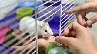 Hamster im Käfig