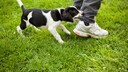 Ein kleiner Hund beißt beim Spielen dem Halter ins Hosenbein