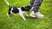 Ein kleiner Hund beißt beim Spielen dem Halter ins Hosenbein