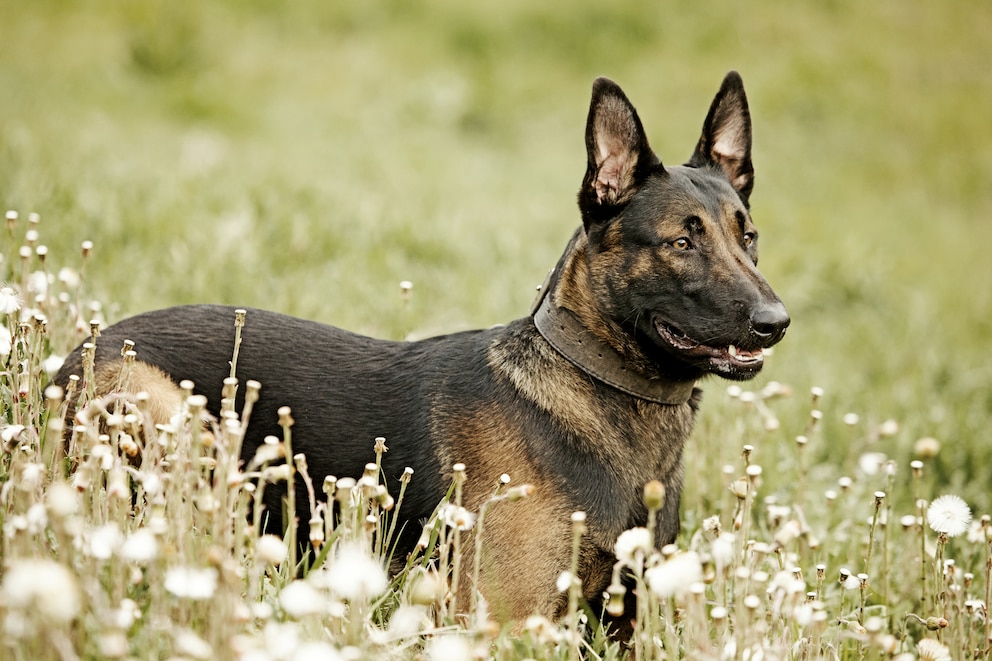 Der Holländische Schäferhund war lange als treuer Hütehund im Einsatz und bei Landwirten äußerst beliebt