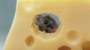 Maus knabbert an Schweizer Käse