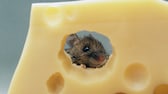 Maus knabbert an Schweizer Käse