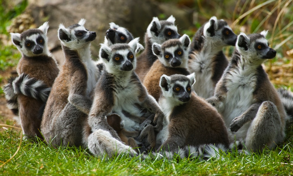 Eine Gruppe Lemuren sitzt auf dem Gras