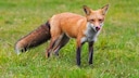 Ein Fuchs steht auf einer Wiese und streckt die Zunge aus