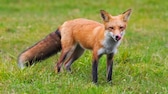 Ein Fuchs steht auf einer Wiese und streckt die Zunge aus