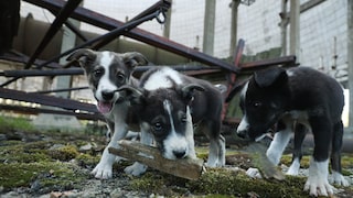 In der verlassenen Stadt Pripyat in der Nähe des explodierten Reaktors von Tschernobyl leben verwilderte Hunde, die sich an das Leben mit Radioaktivität angepasst haben