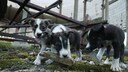 In der verlassenen Stadt Pripyat in der Nähe des explodierten Reaktors von Tschernobyl leben verwilderte Hunde, die sich an das Leben mit Radioaktivität angepasst haben