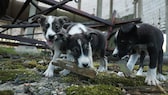 In der verlassenen Stadt Pripyat in der Nähe des explodierten Reaktors von Tschernobyl leben verwilderte Hunde, die sich an das Leben mit Radioaktivität angepasst haben
