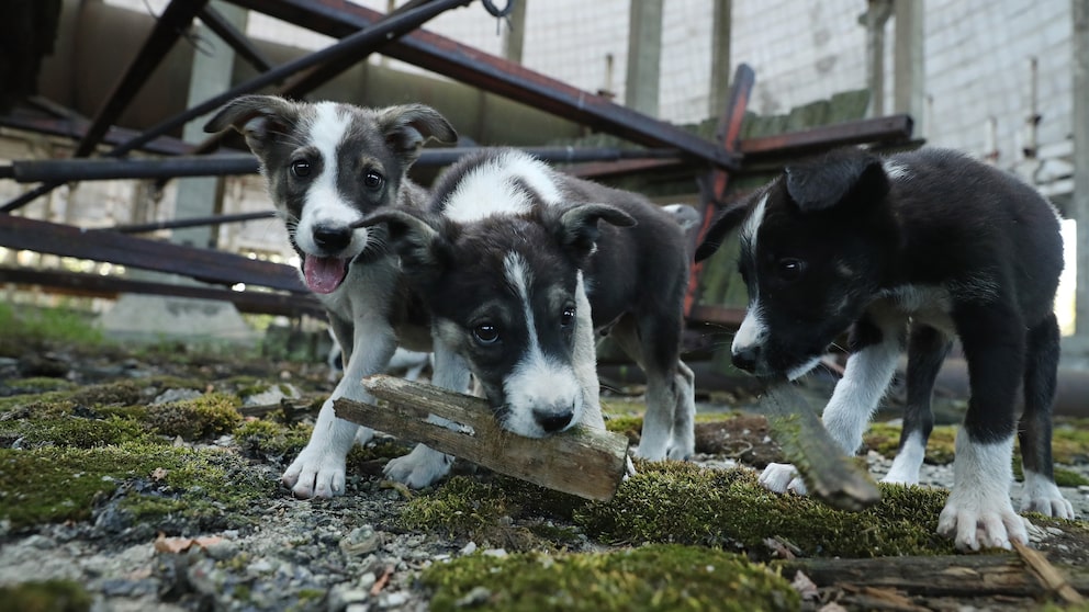 In der verlassenen Stadt Pripyat in der Nähe des explodierten Reaktors von Tschernobyl leben verwilderte Hunde, die sich an das Leben mit Radioaktivität angepasst haben