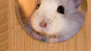 Hamster im Gehege