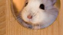 Hamster im Gehege