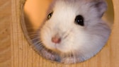 Hamster im Gehege