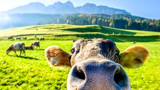 Fischlupen-Perspektive einer Kuh, die auf einer Weide steht