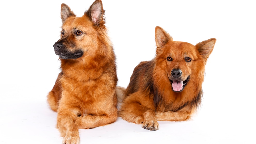 Zwei Hunde der Rasse Harzer Fuchs