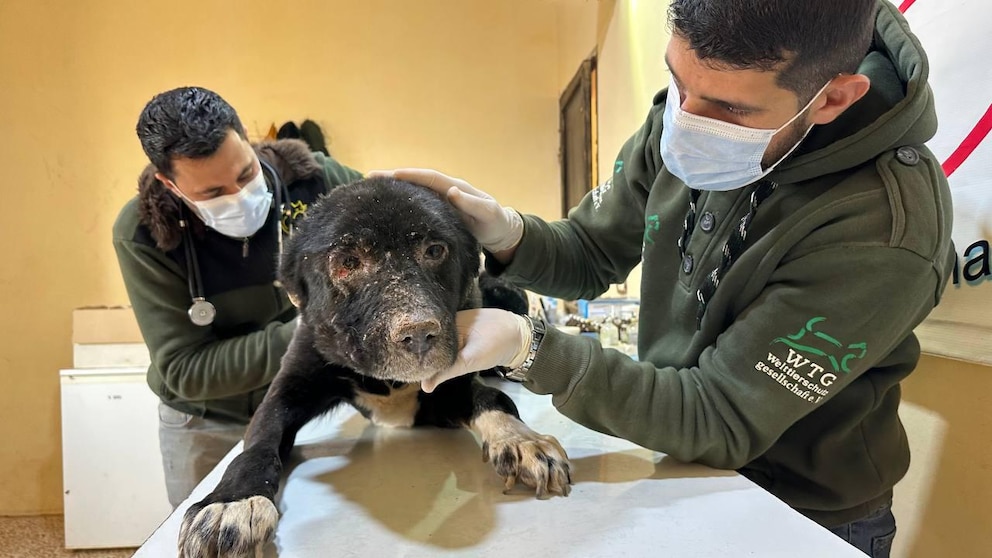 Ein Hund, der aus den Trümmern gerettet wurde, wird in der Klinik der Tierschutzorganisation House of Cats Ernesto tiermedizinisch versorgt