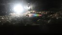 Ein Geisterwels wird angestrahlt und zeigt dadurch seine Regenbogenfarben