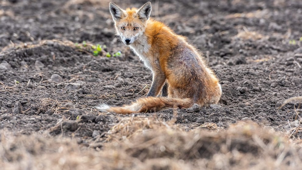 Ein Fuchs mit deutlichen Zeichen der Fuchsräude sitzt auf einem Feld